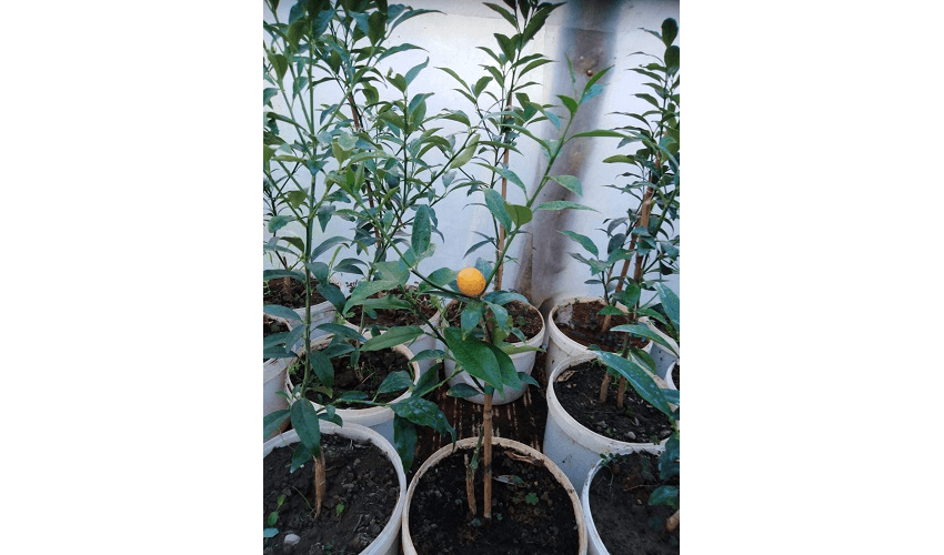 Rasadnik Narančić  - sadnice cvijeća, citrusa i ukrasnog bilja