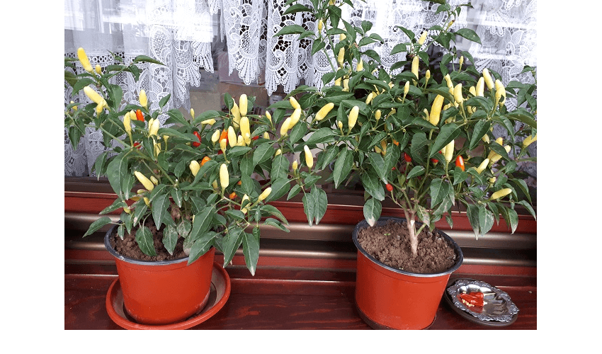 Prodaja sadnica - Tabasco chilli papričice 