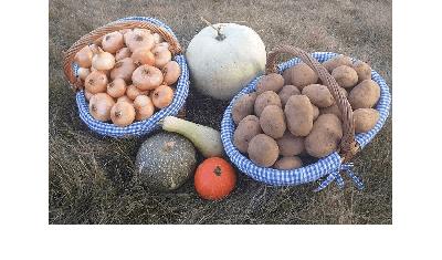 Organski uzgojen krompir